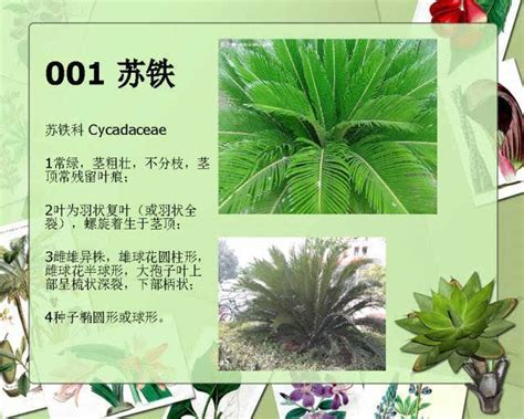 植物有哪些|身边常见的100种植物，花草49种树木51种，有图片有简介，易记住